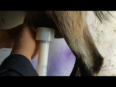 Видео: Доильный аппарат из Китая. Инструкция по эксплуатации.