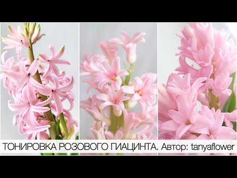 Видео: ТОНИРОВКА РОЗОВОГО ГИАЦИНТА