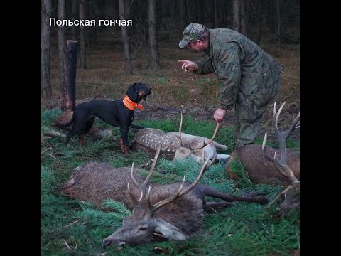 Видео: Испытания польских гончих по вольерному кабану в паре.