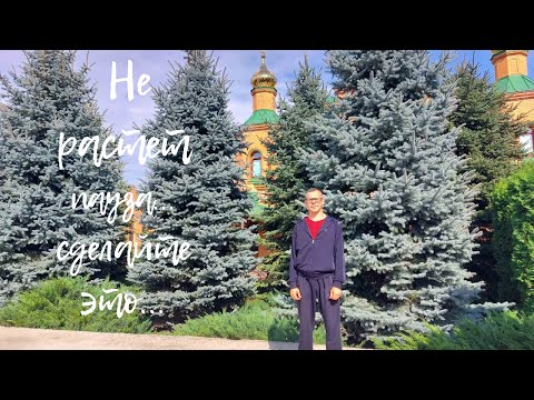 Видео: Не растет пауза - сделайте это...