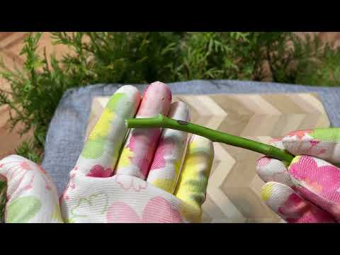 Видео: ЛУЧШИЙ способ ЧЕРЕНКОВАНИЯ!