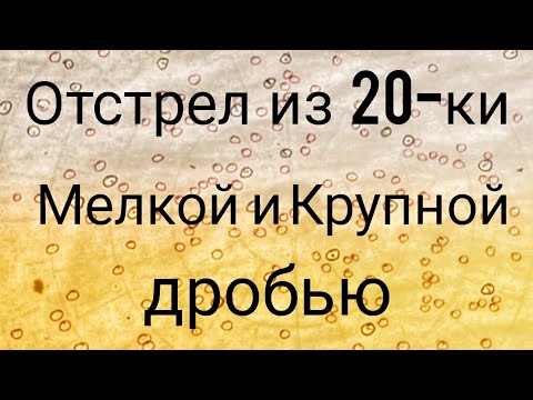 Видео: Отстрел из 20-ки Мелкой и Крупной дробью/Хороший результат 20-ки