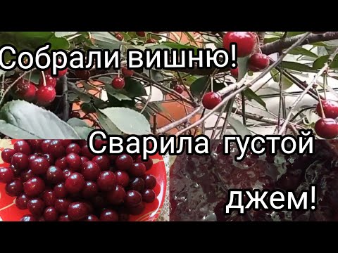 Видео: Из Сибири на юг/Собрали вишню/Сварила густой вишневый джем/