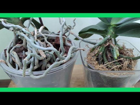 Видео: Магія Моху Сфагнум для Неймовірного Росту Коріння  👍 Діючий метод  нарощування 👌