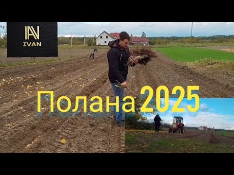 Видео: Т-25@однорядний культиватор@малина на Рівненщині 