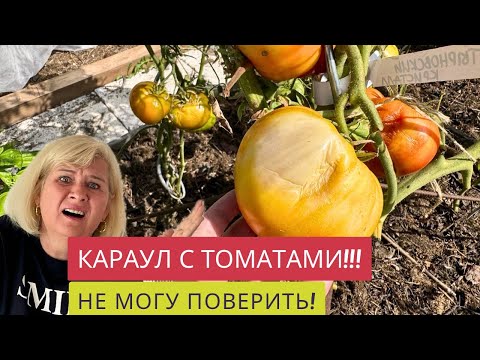 Видео: Я ЧУТЬ НЕ РАСПЛАКАЛАСЬ!!!😩🤦‍♀️В ОГОРОДЕ ТАКОЕ ТВОРИТСЯ!!!🆘♨️🔥ЧТО С ТОМАТАМИ ИТАЛЬЯНЦЕВ?!🇮🇹🍅