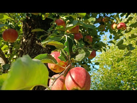 Видео: Щеплення яблуні на грушу + результат