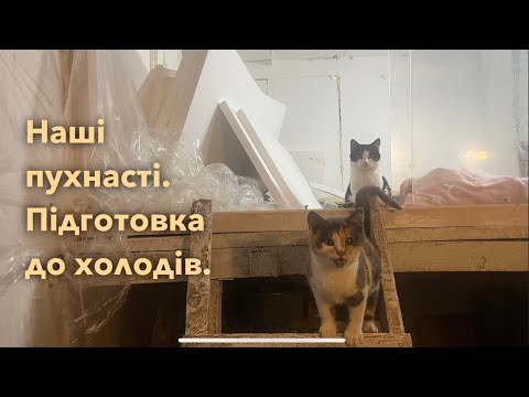 Видео: Життя наших пухнастиків в Пункті прийому безпритульних котиків. Підготовка до зими