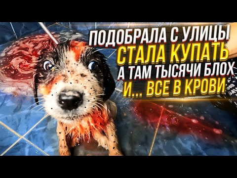 Видео: ШОК😱 я не ожидала от подобранного щенка ТАКОГО УЖАСА при купании🥺