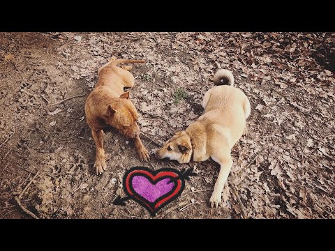 Видео: Любовь дворняжки к питбулю. Дуся влюблена в Графа. История питбуля Графа. Реабилитация питбуля Графа