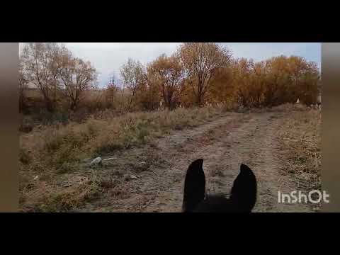 Видео: Күз-Осень-Аutumn #жаратылыш #Кыргызстан #подпишись 