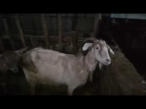 Видео: Как правильно раздоить козу и предотвратить мастит, для новичков.