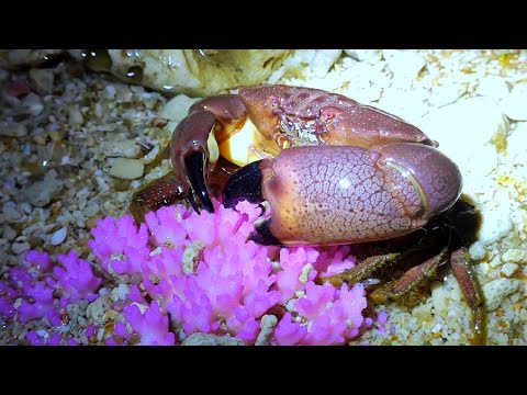 Видео: Ночью пляж более оживленный. Многие странные морские существа выходят на охоту