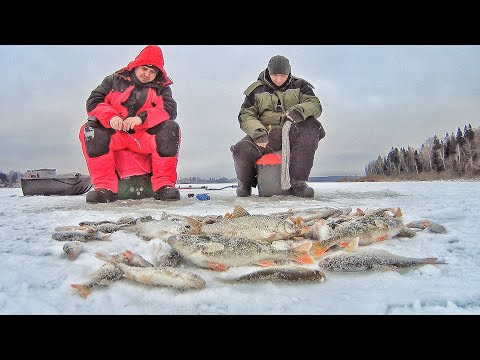Видео: БЕШЕНЫЙ КЛЁВ РАЗНОРЫБИЦЫ на ЗИМНИЮ УДОЧКУ на РУЗЕ.