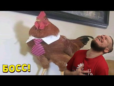 Видео: ЗАСМЕЯЛСЯ - ПОДПИСАЛСЯ!! ЛУЧШИЕ ПРИКОЛЫ 2021 ТЕСТ НА ПСИХИКУ УГАР! #448 | РЕАКЦИЯ