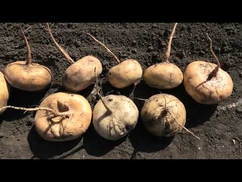 Видео: Репа, опыт выращивания, итоги сезона.