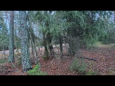 Видео: Чем полезен осенний лес?
