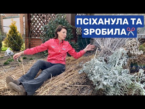Видео: Обрізка в саду. Цинерарія Перовскія Міскантус Аянія 🌼ЖИВЦЮЮ цинерарію