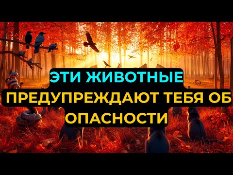 Видео: 7 Животных, Через Которых Бог Предупреждает Избранных