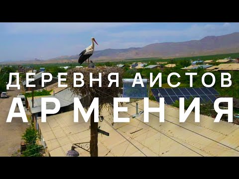 Видео: Армения. Деревня Аистов в Суренаване | Armenia. Stork Village in Surenavan