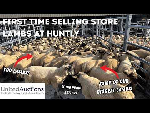Видео: Первая продажа ягнят в магазине Huntly