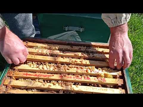 Видео: Дадан рулит. Пчелы радуют.  Ставим магазины на мед.