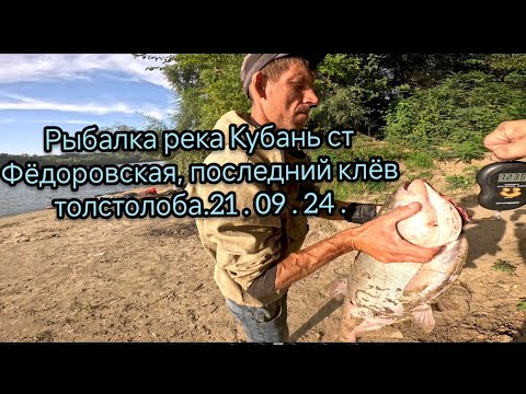 Видео: Рыбалка на Кубани, ст. Федоровская, ловим толстолоба и леща 21.09.24.