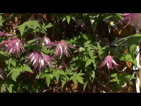 Видео: Обзор участка. Цветение азалий,княжиков и другой красоты.