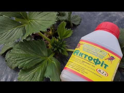 Видео: Обробка полуниці від кліща