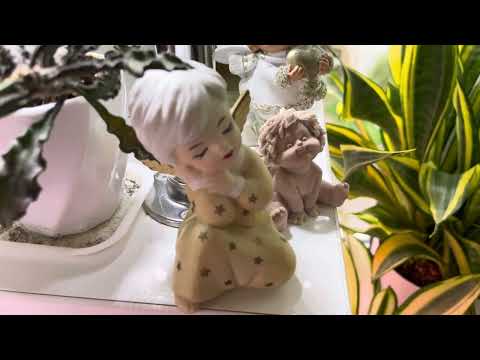 Видео: Джунгли в квартире. Обзор суккулентного подоконника. Часть 4.