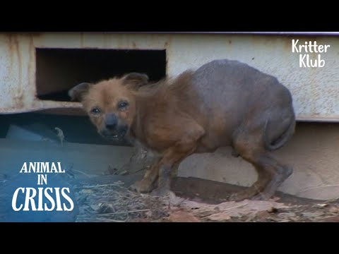 Видео: Собака Замечена Полуобгоревшей, Бродящая По Городу L Животное В Кризис Ep 330