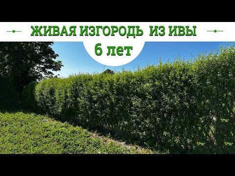 Видео: Живая изгородь из ивы. Шестой год. Русская ива.