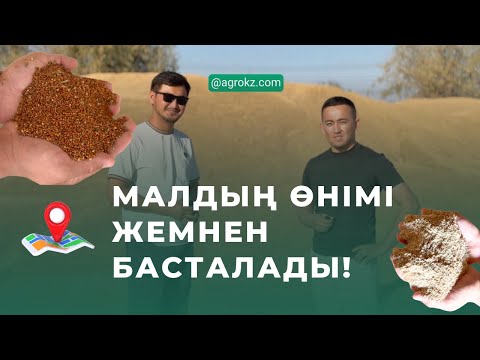Видео: Жем қалай жасалады? Малға азықты қайдан аласыз? Сіз мұны білдіңіз бе?