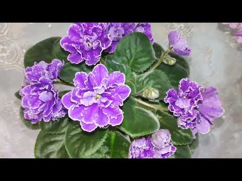 Видео: Фиалки у Алисы. Небольшой обзорчик 💖