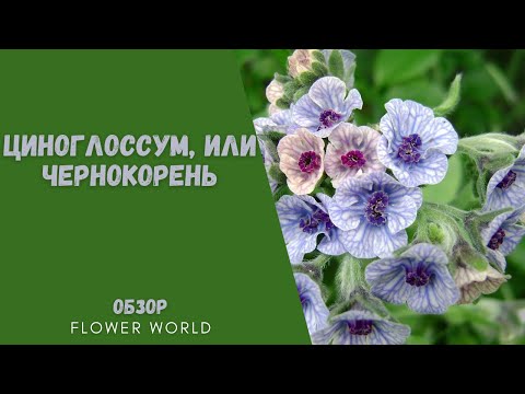 Видео: Циноглоссум, или Чернокорень лекарственный.