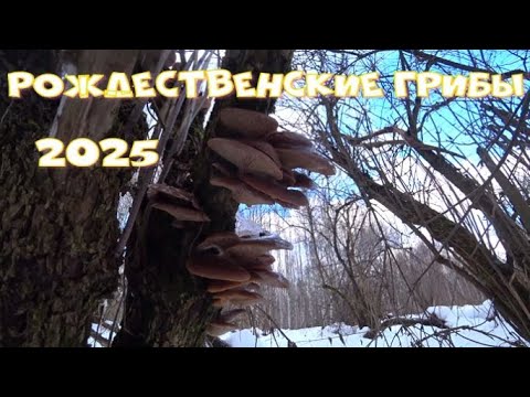Видео: Открыл новый грибной сезон 2025 года!За грибами в Рождество!