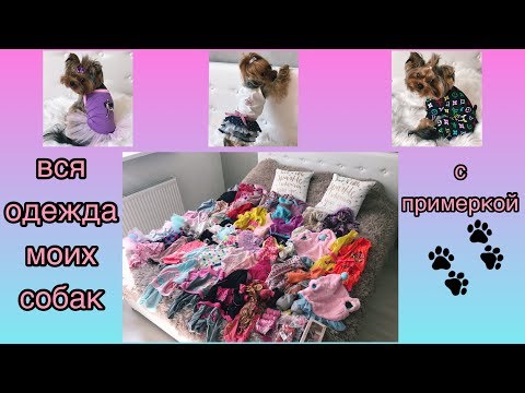 Видео: ВСЯ ОДЕЖДА МОИХ СОБАК | ЗАЧЕМ НУЖНА ОДЕЖДА ЙОРКУ