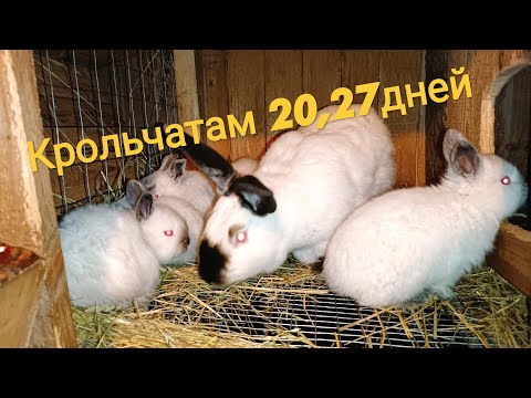 Видео: Осмотр крольчатника! Обзор крольчат!Обзор крольчишьих гнезд!