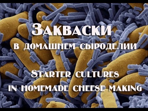 Видео: Что нужно знать о заквасках в домашнем сыроделии What you need to know about leaven in home made che