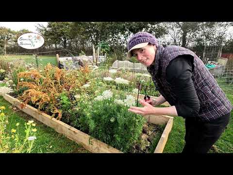 Видео: На этой неделе в саду срезанных цветов Stems by Suzanne🌺
