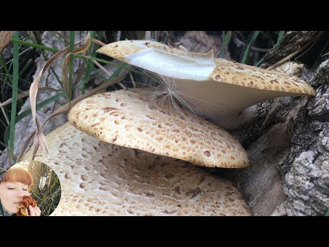 Видео: ТРУТОВИК ЧЕШУЙЧАТЫЙ, ДРЕВЕСНЫЕ ГРИБЫ и Ромашка-не-ромашка вокруг дома. Блюдо из гриба Трутовика