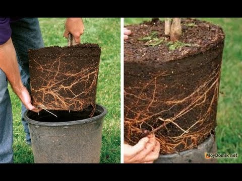 Видео: Посадка растений с закрытой корневой системой