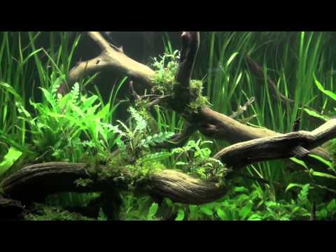 Видео: AquaGarant.ru идеи аква дизайна