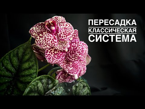 Видео: Phal. Golden pixie  и немного про Дикого кота.