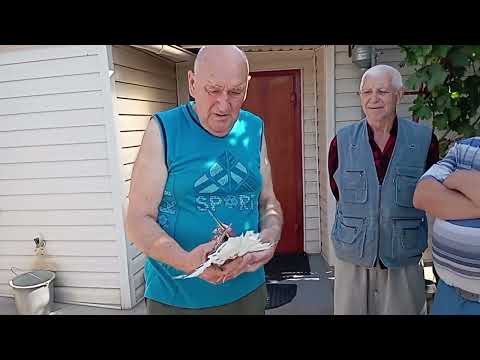 Видео: Мелитопольские голуби. Всё таки наших любим не только мы ..