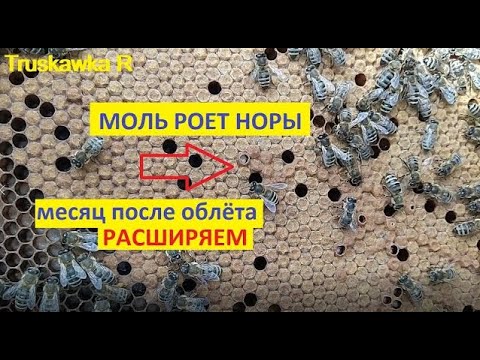 Видео: #Пчёлы Расширяем пчёл на пасеке  первый раз до 12 рамочного стандарта. Поражение расплода пчёл молью