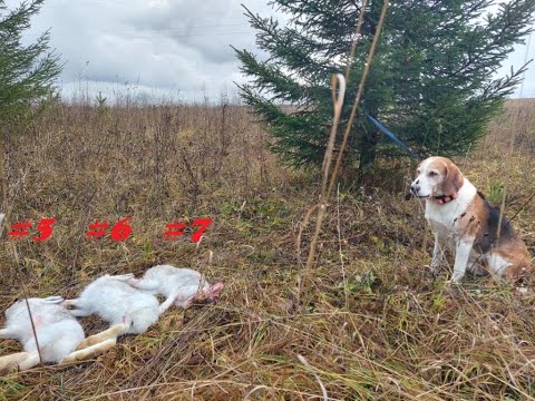 Видео: ТРИ зайца до обеда! Результативная охота на зайца с эстонской гончей 01.11-2025 с