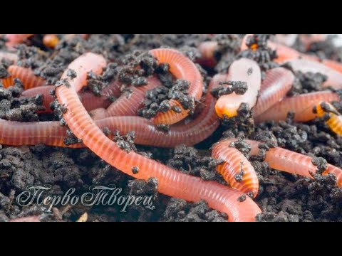 Видео: Видео #2 12.05.2021. Тарзи об додани Кирми лойхураки  калифорния.