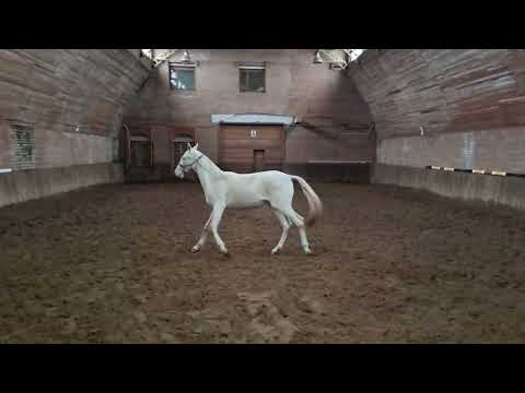Видео: Продаётся ахалтекинский жеребец