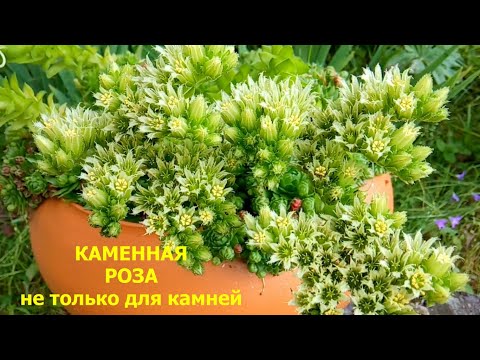 Видео: Посадила Молодила // Как они Зимуют